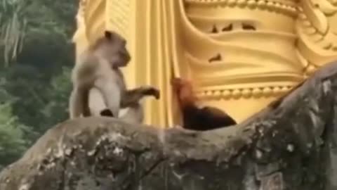 Try not to laugh funny animals 😹 #shorts