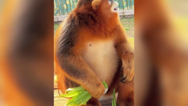 Golden snub-nosed monkey begging for food