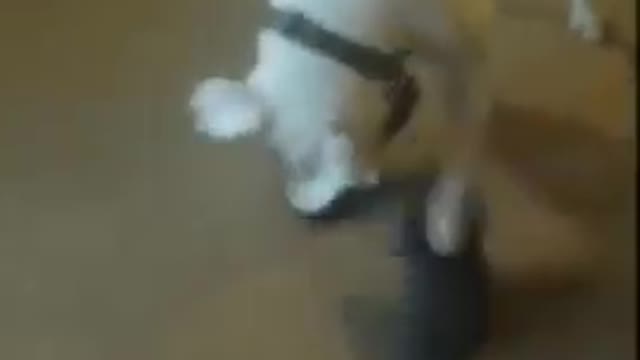 Dogs - Baby dogs - funny and fluffy (12) / Cães - Filhotes - engraçados e fofos (12) #shorts