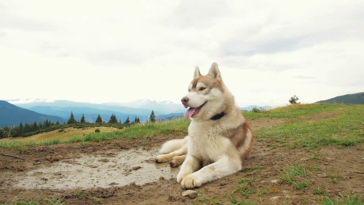 Happy siberian husky dog in mountains