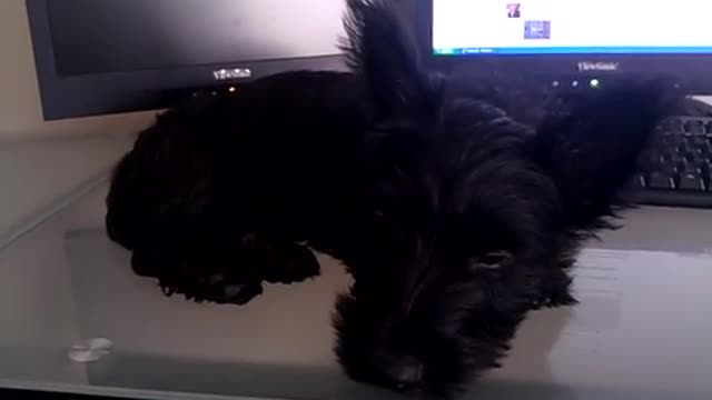 Music Designed For Dogs To Help With Anxiety Problems,