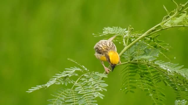 Watch an adorable video of a baby bird with orange feathers on its head