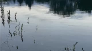 Geometric formation on the river from the geese and it’s chicks