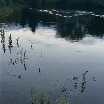 Geometric formation on the river from the geese and it’s chicks