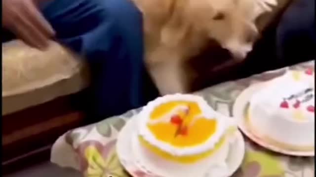 Fun with animals