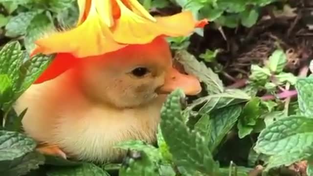 Little duckling wearing a flower as a hat