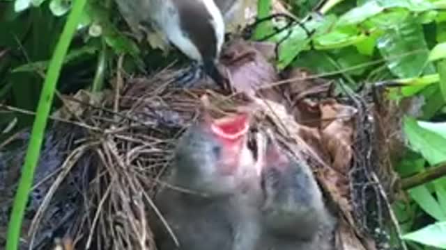 MOTHER BIRD SAVES HER BABIES FROM SNAKE