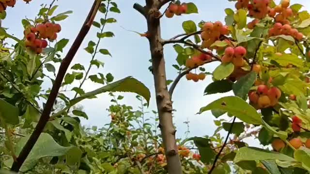 The fruits of the season are ripe