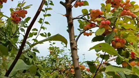 The fruits of the season are ripe