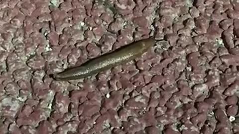 a Slug on asphalt