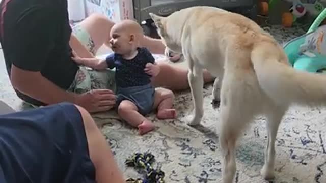 Blind Husky Loves Baby