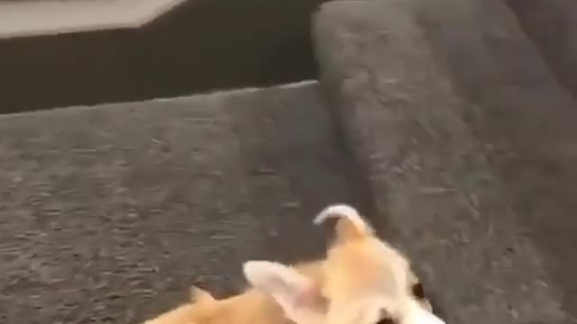 Super Funny Dog Hope You Like It