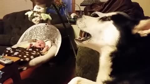 Dogs sings to stop baby crying