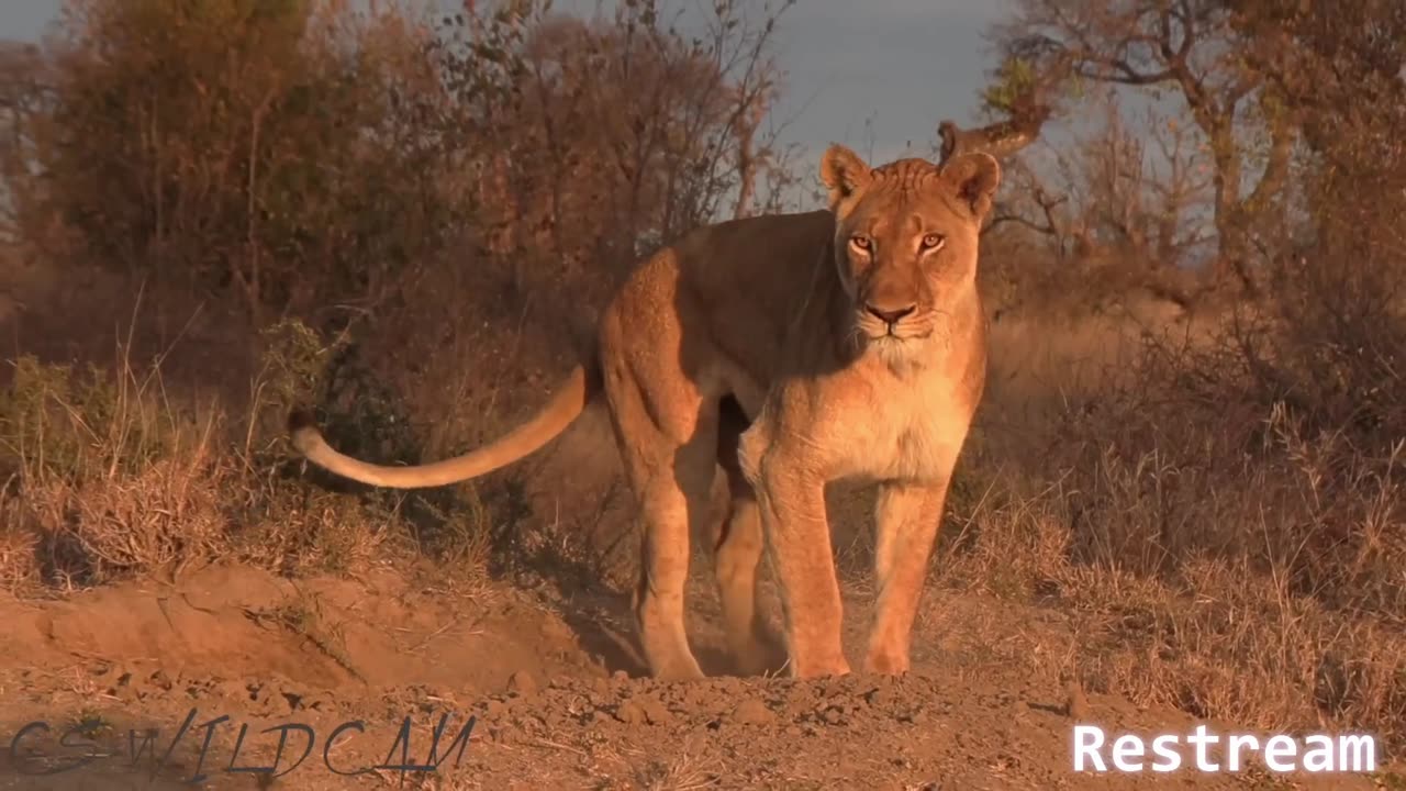 Warthogs vs Lions in the WILD !! #warthogs #lions #africa #viral