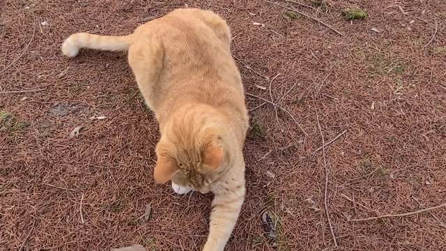 Playing with street cat(kaist)