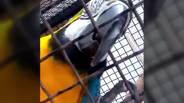 Parrot says Hello (Здраво) on Macedonian language.