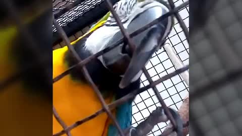 Parrot says Hello (Здраво) on Macedonian language.