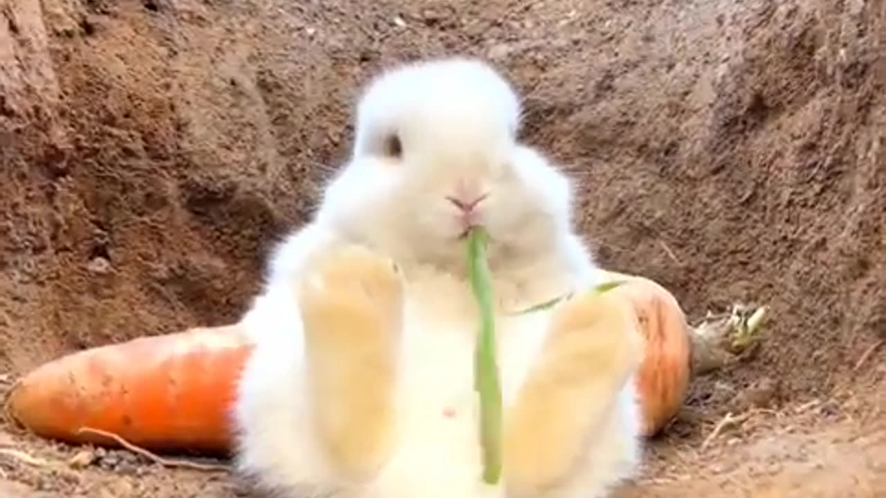 Cute rabbit eating and dog #shorts #short #pets_2