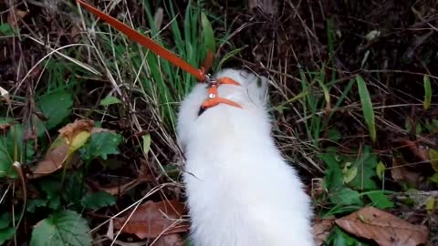 흰색 족제비와 함께 등산하는 주인 아가씨 Weasel Siberian mink, North Jeolla Province, 전라북도 全羅北道 Jeonju KOREA