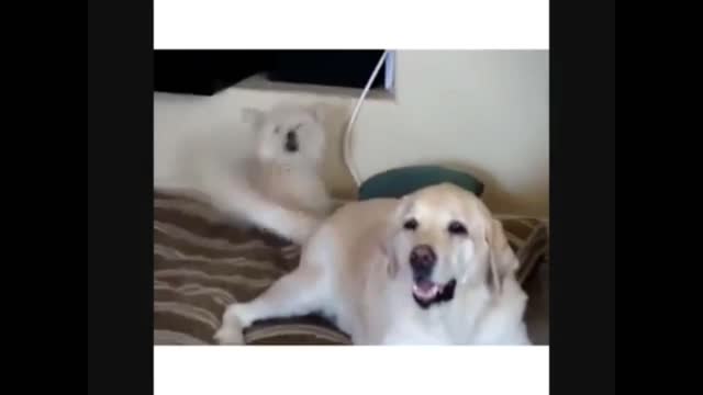 Funny dogs compilation 2021 | Try not laugh