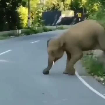 Baby elephant