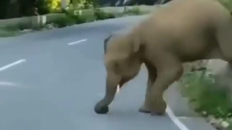 Baby elephant