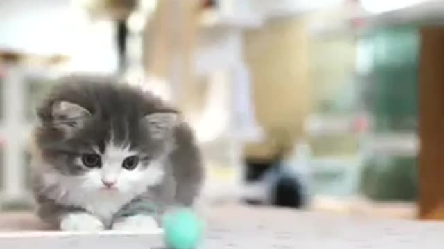 Munchkin kitten!!