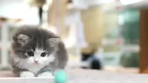 Munchkin kitten!!