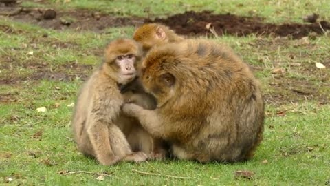 Cute Monkey Family spending quality time