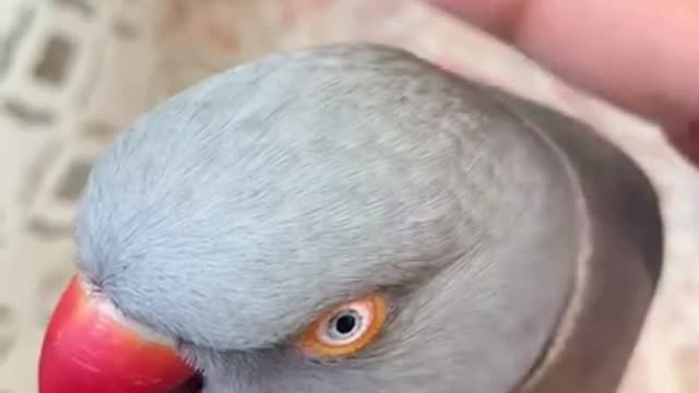 sweet parrot asks beautiful ower