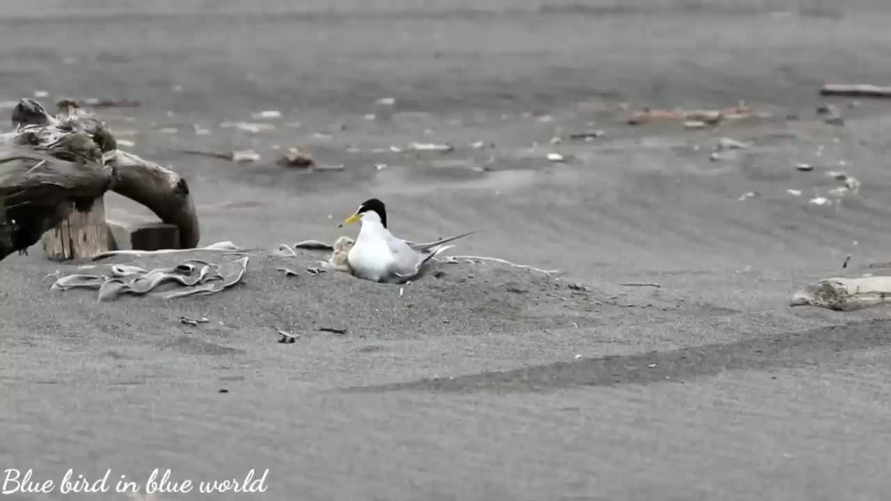 Least tern baby cute moments