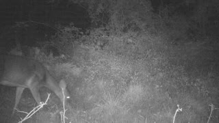 How deer forage / graze