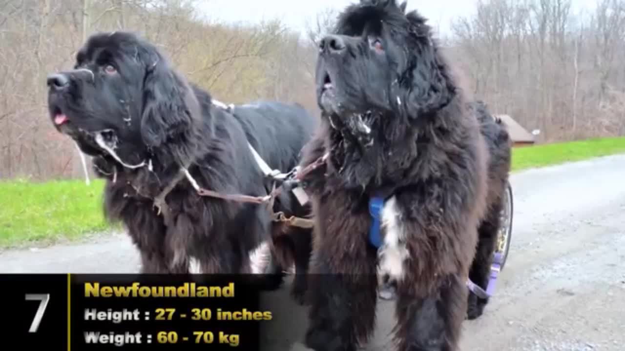 Giant dog breed that might shock you