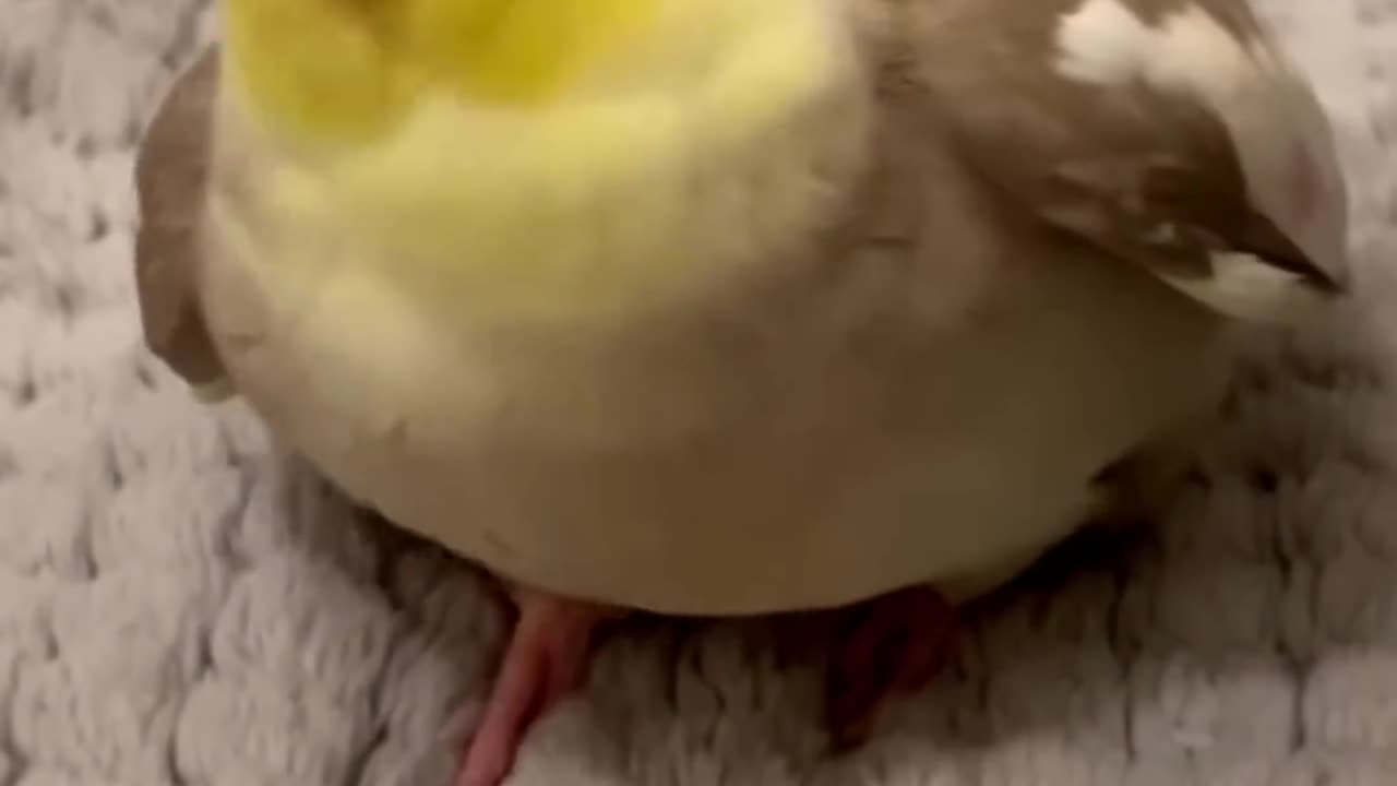 Cookie Song Cockatiel Cockatiel Singing #cockatiel #shorts #cockatielsinging #ginger