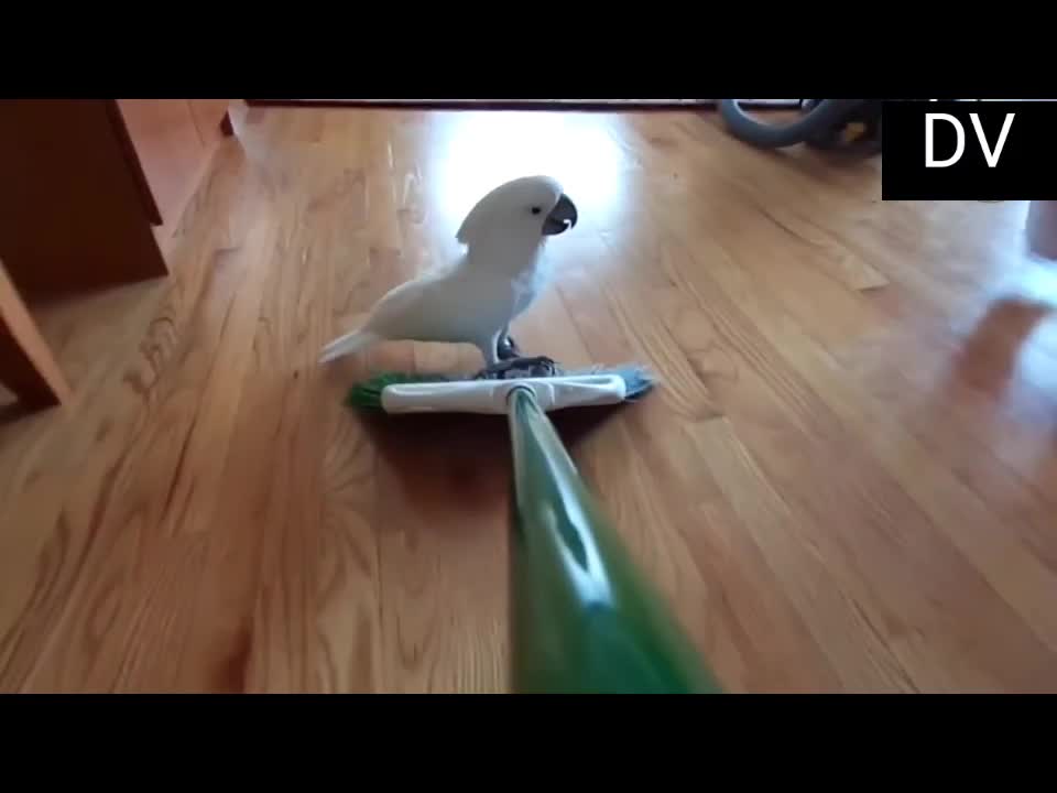 Funny birds part2 #birds #funnybirds #funny # jokes