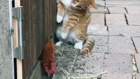 Look at this fun cat manipulating a rooster😁😂