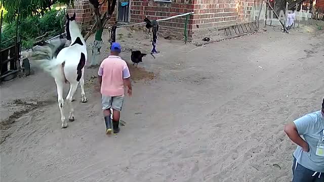 Scary Animal Attack