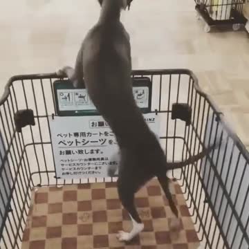 Too excited in shopping maybe when getting closed to Pets’s food section