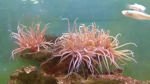 Beautiful_Sea_Coral_-_Royalty_free_footage____Beautiful_Sea_Coral_-_Royalty_free_footage