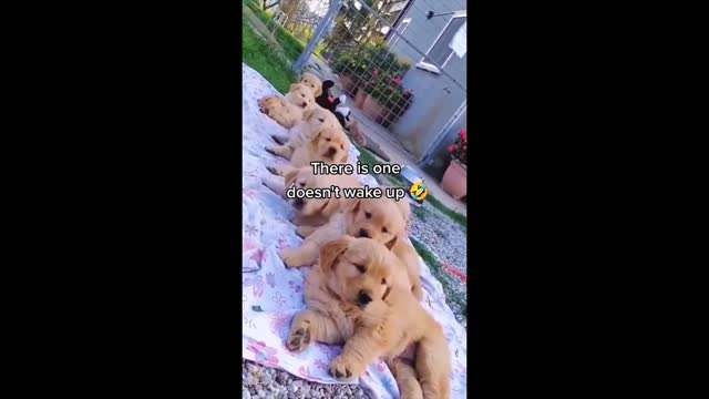 This crazy dogs will make your day || Funny and cute dogs 2021