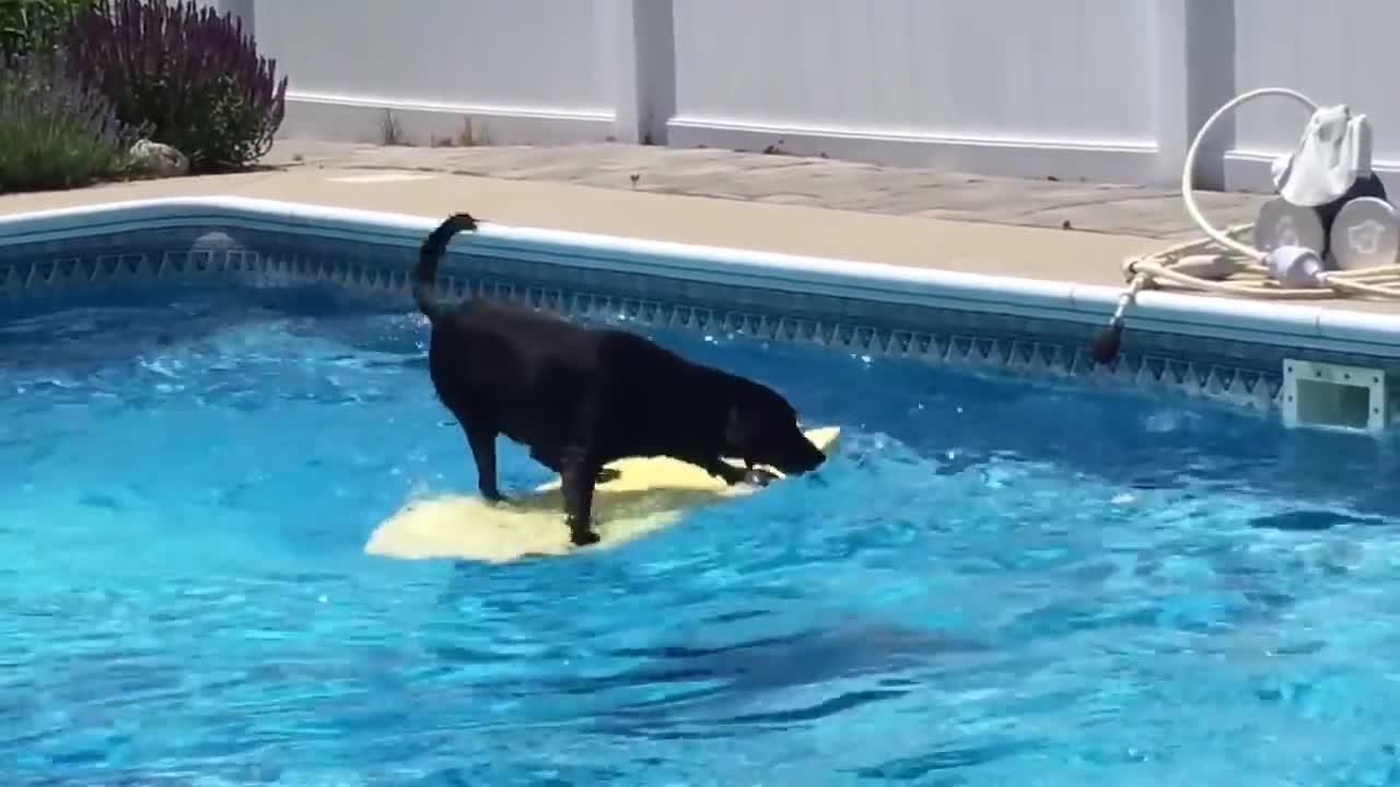 Dog balances on bodyboard to fetch ball from pool