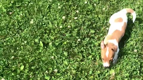 Lovely Baby dog