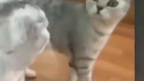 Cat 🙀 funny video 📹