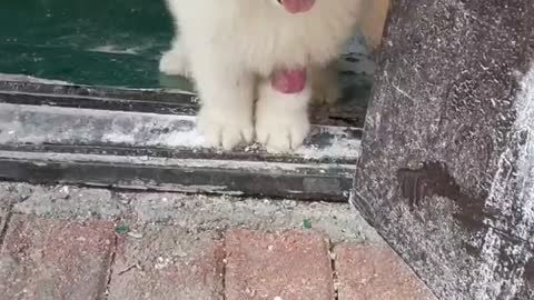 cute baby dog