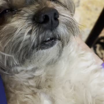 Snoring Shorkie will melt your heart