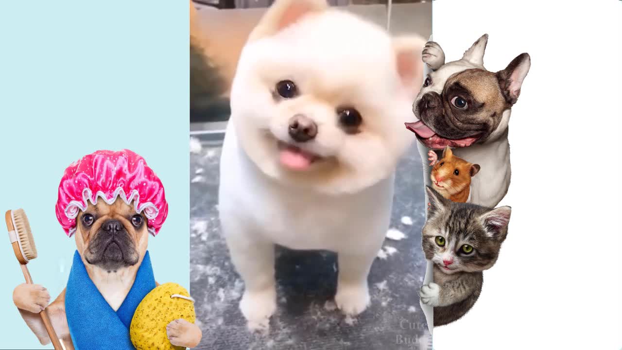 funny moments with our dogs, cats, funny animals