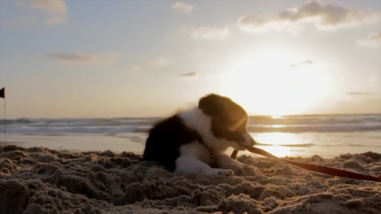 Having A Dog Gone Good Time