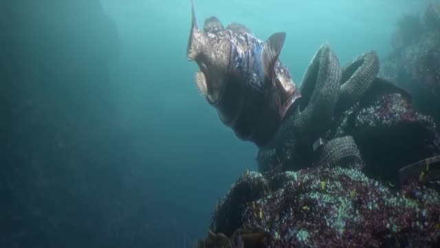 when the ocean is flooed with trash see grate video