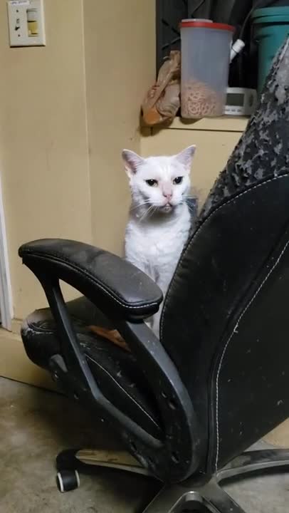 Sabaka's new special spot - with Beanie 8.14.21