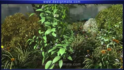 Process of Photosynthesis Animation